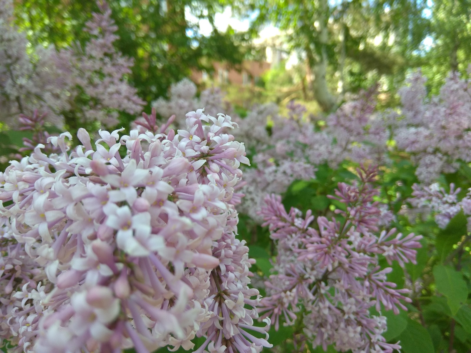 Сирень - Моё, Сирень, Лето, Красота, Фотография, Длиннопост