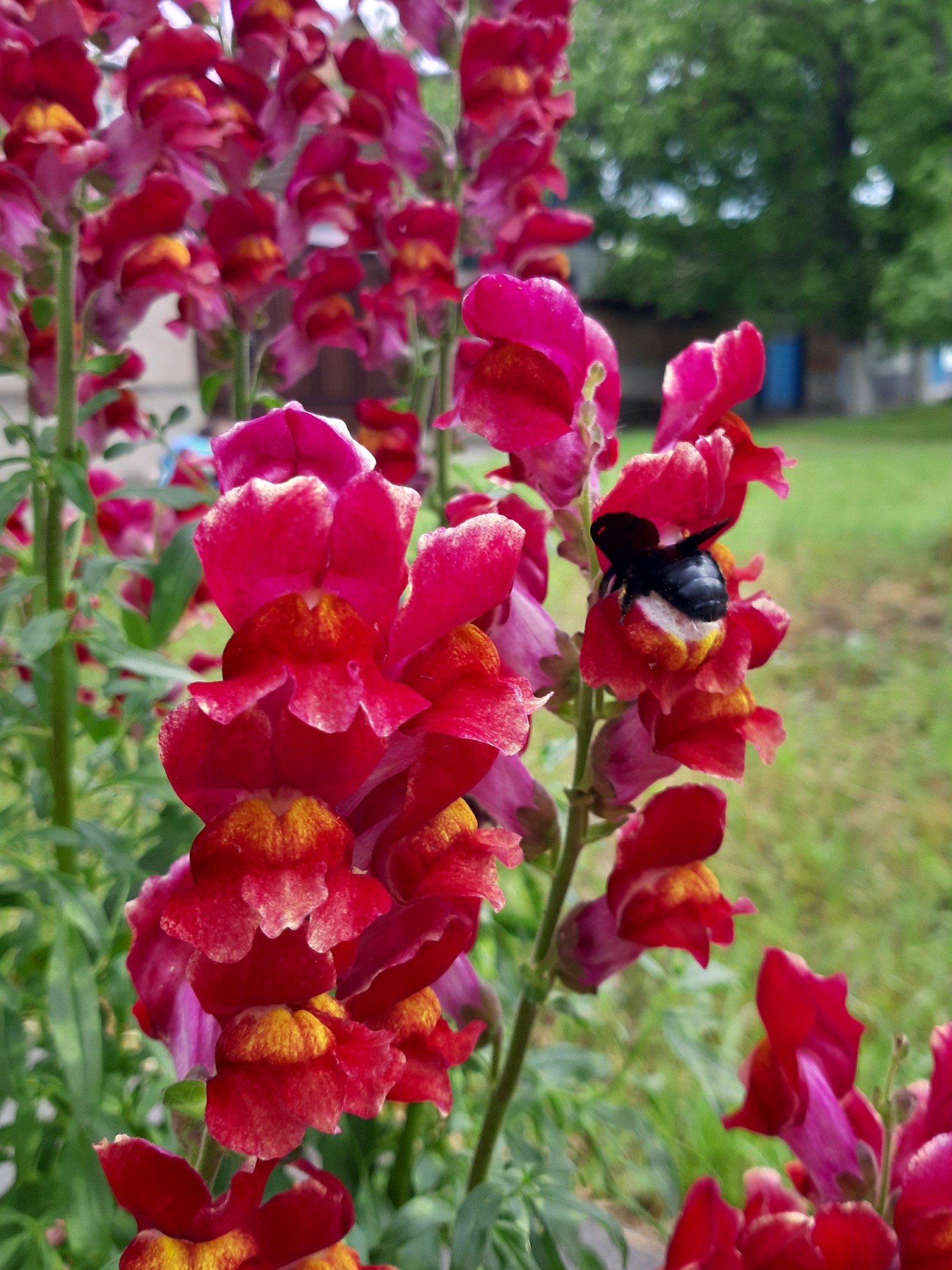 Snapdragon - My, Snapdragon, Flowers, Summer, Longpost