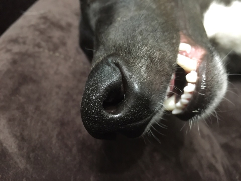 Nose. - My, Greyhound, Dog, Puppies, The photo, Mobile photography