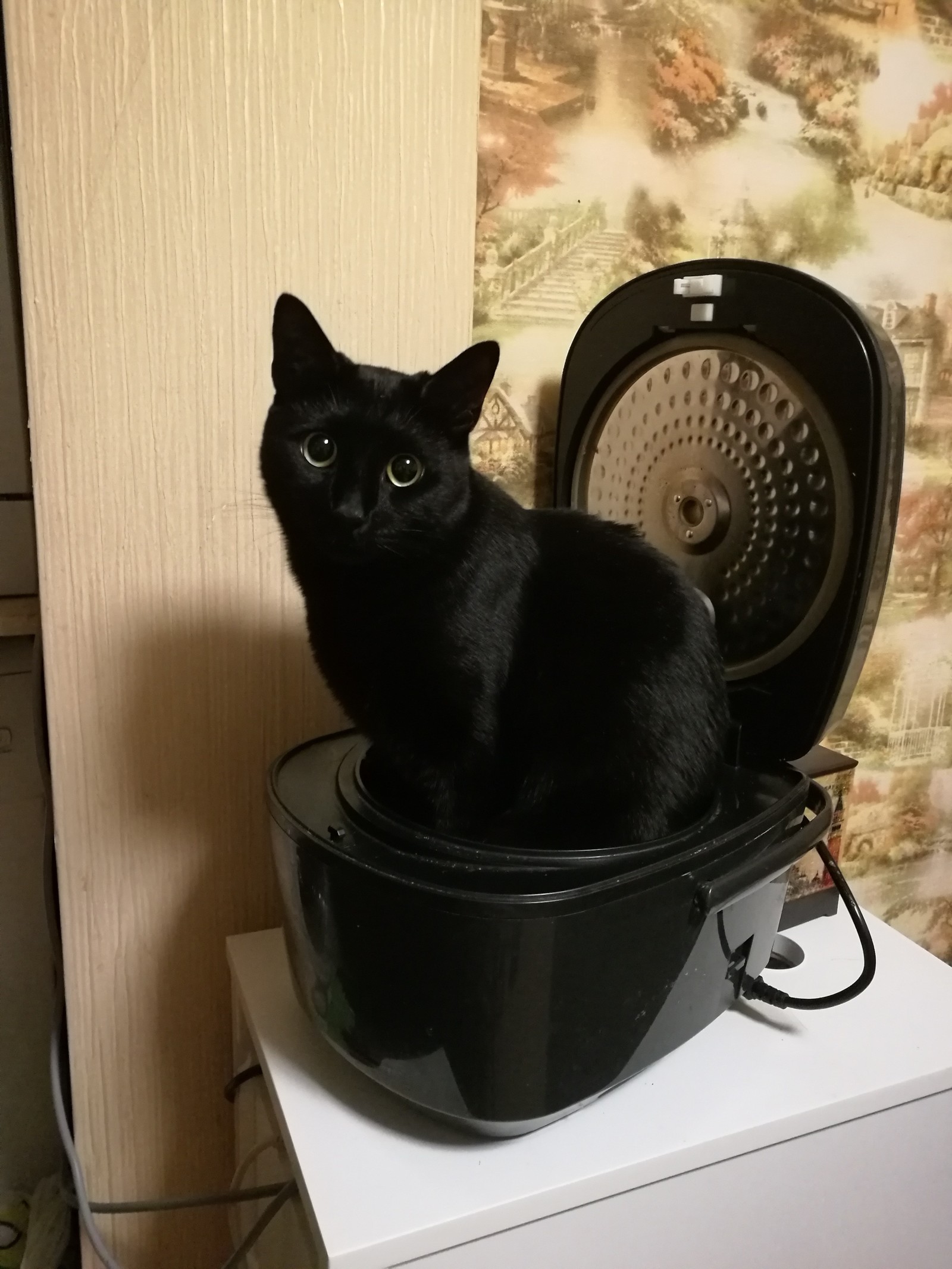 Soup with a cat - My, cat, Black cat, Pets, Milota