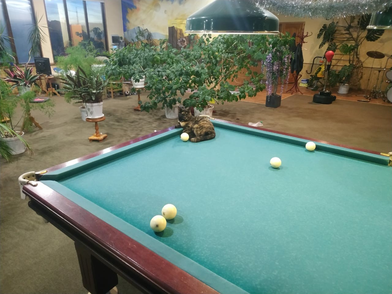 We decided to play billiards. - My, cat, Billiards