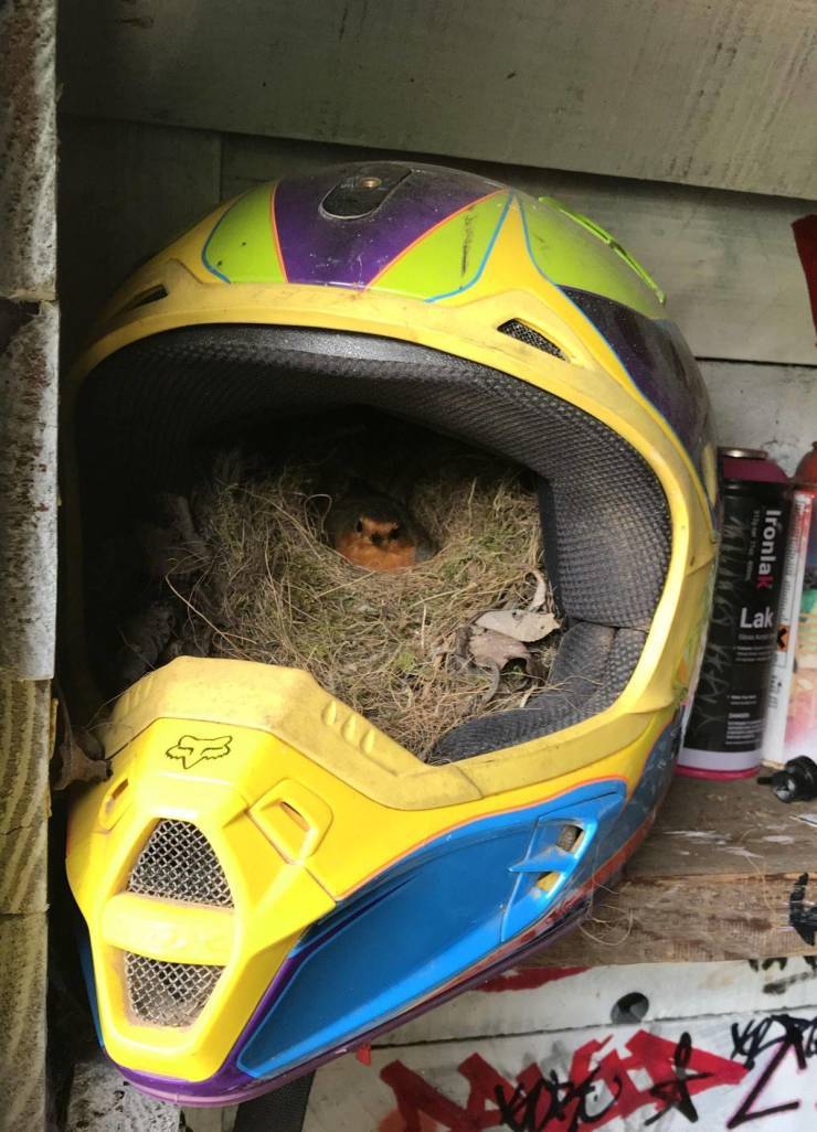 Nest - Birds, Motorcycle helmet, Nest