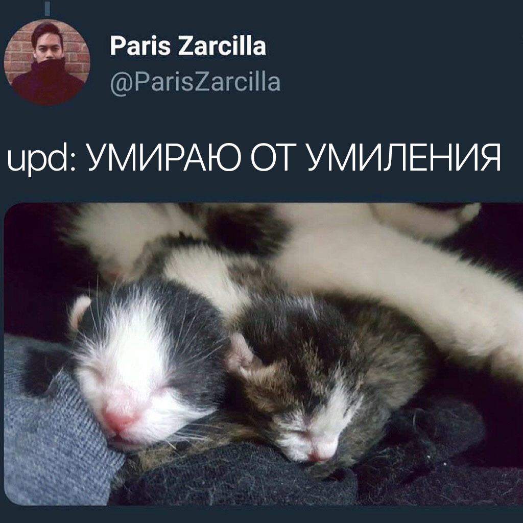KotoFather - Kittens, Milota, Screenshot, Twitter, Longpost, cat