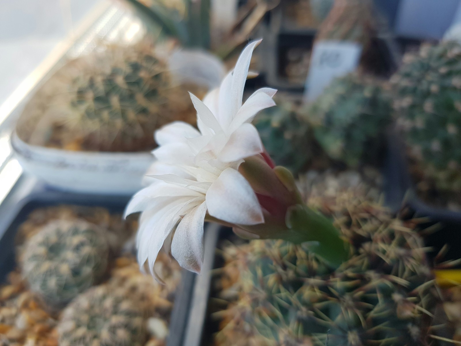 Cactus bloomed - My, Cactus, Bloom