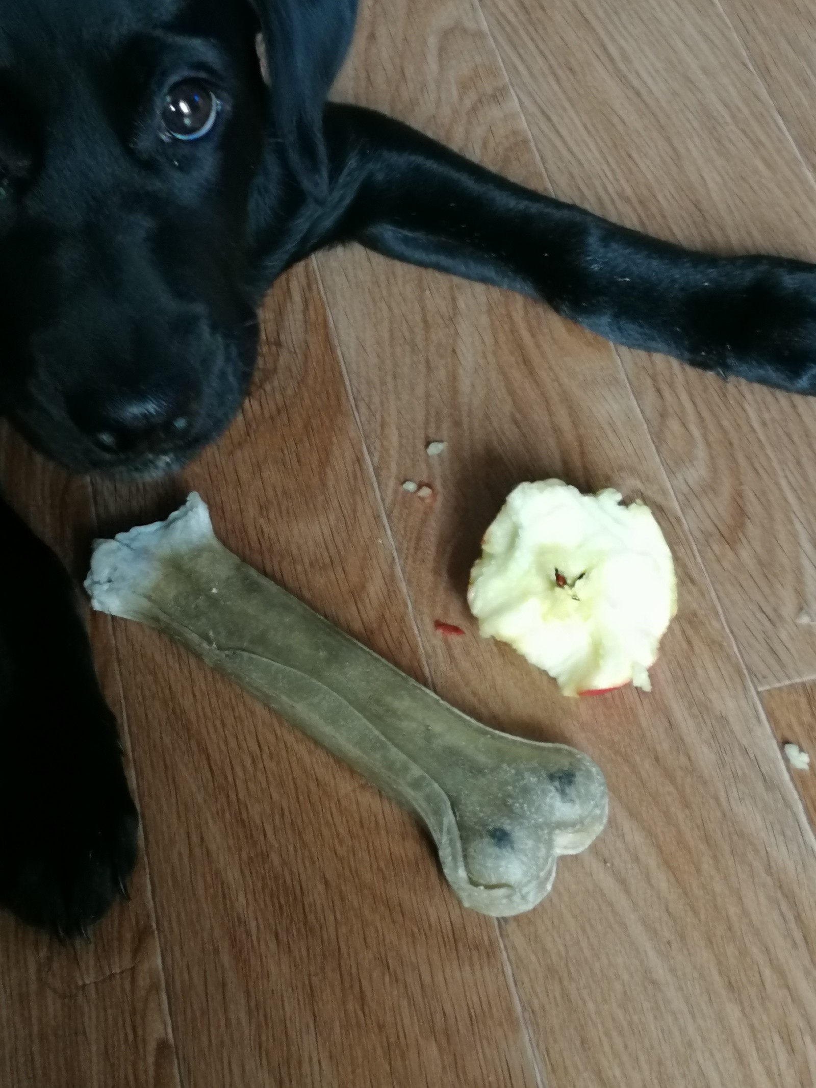 Greedy - My, Labrador, Joy