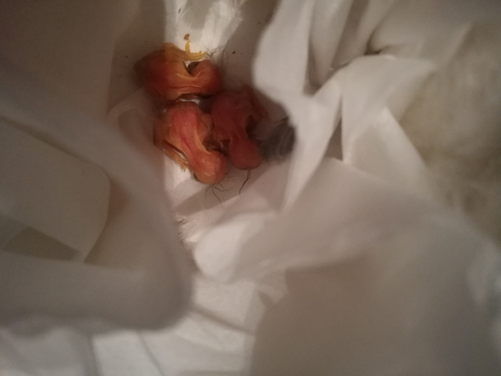 Help, please, found chicks - No rating, Nest, Longpost, Birds, Help, Moscow, Helping animals