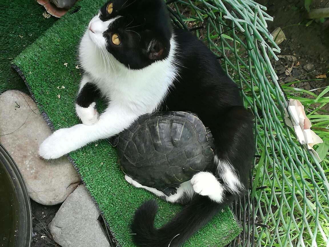 Girlfriends - My, cat, Turtle, friendship