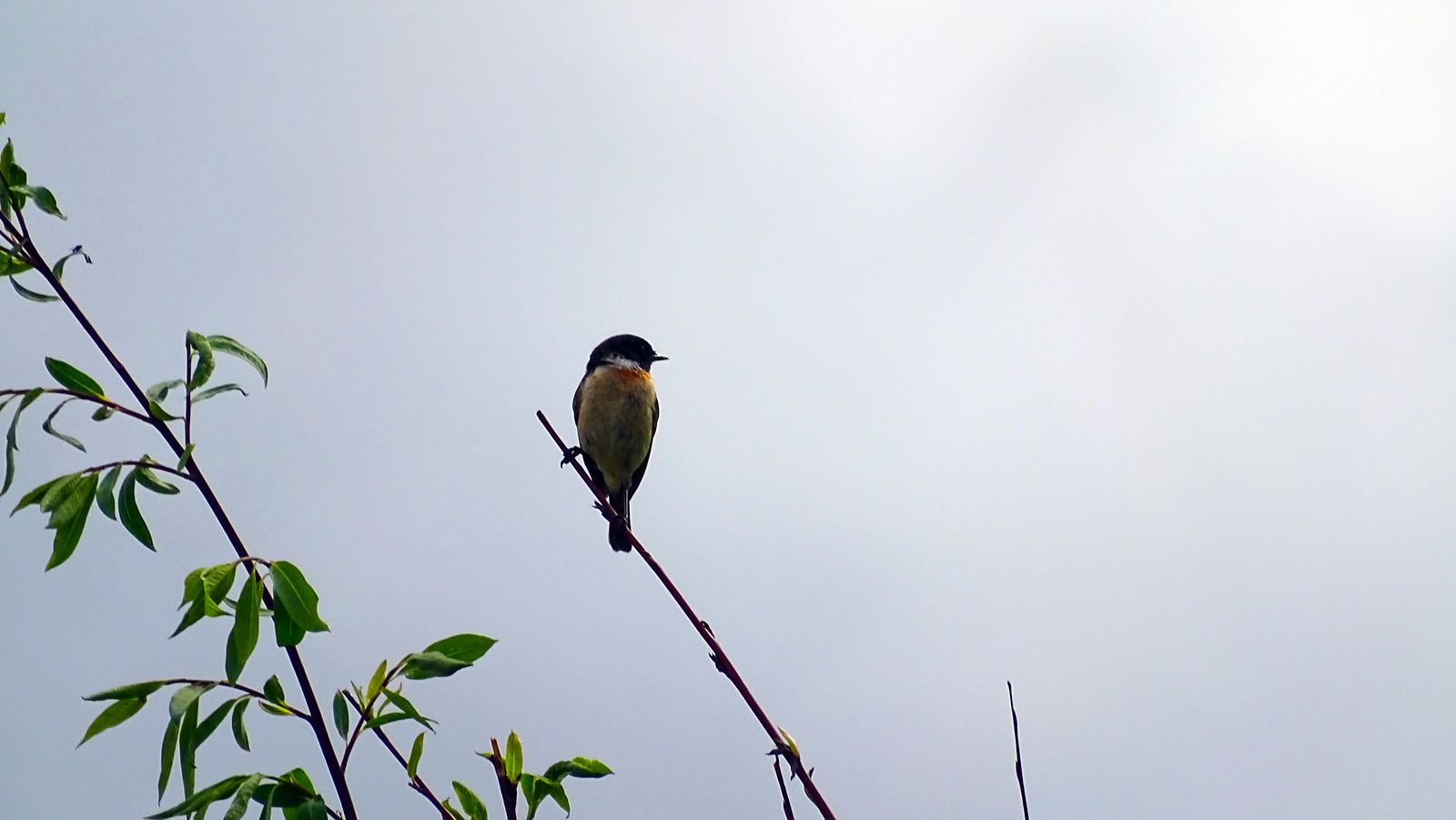 Siberian black-headed coinage - My, Birds, Ornithology, Biology, The photo, Animals