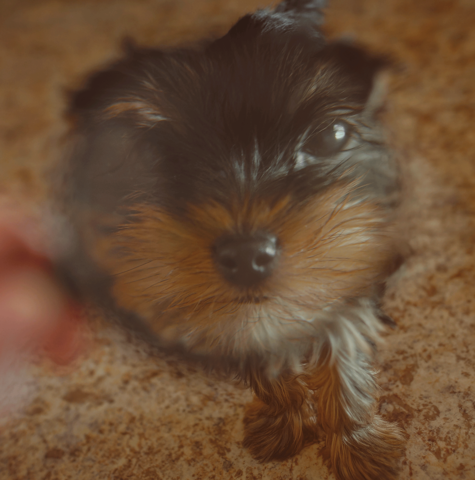 I have a new friend...) - My, Yorkshire Terrier, Puppies, Dog, Pet, Pets