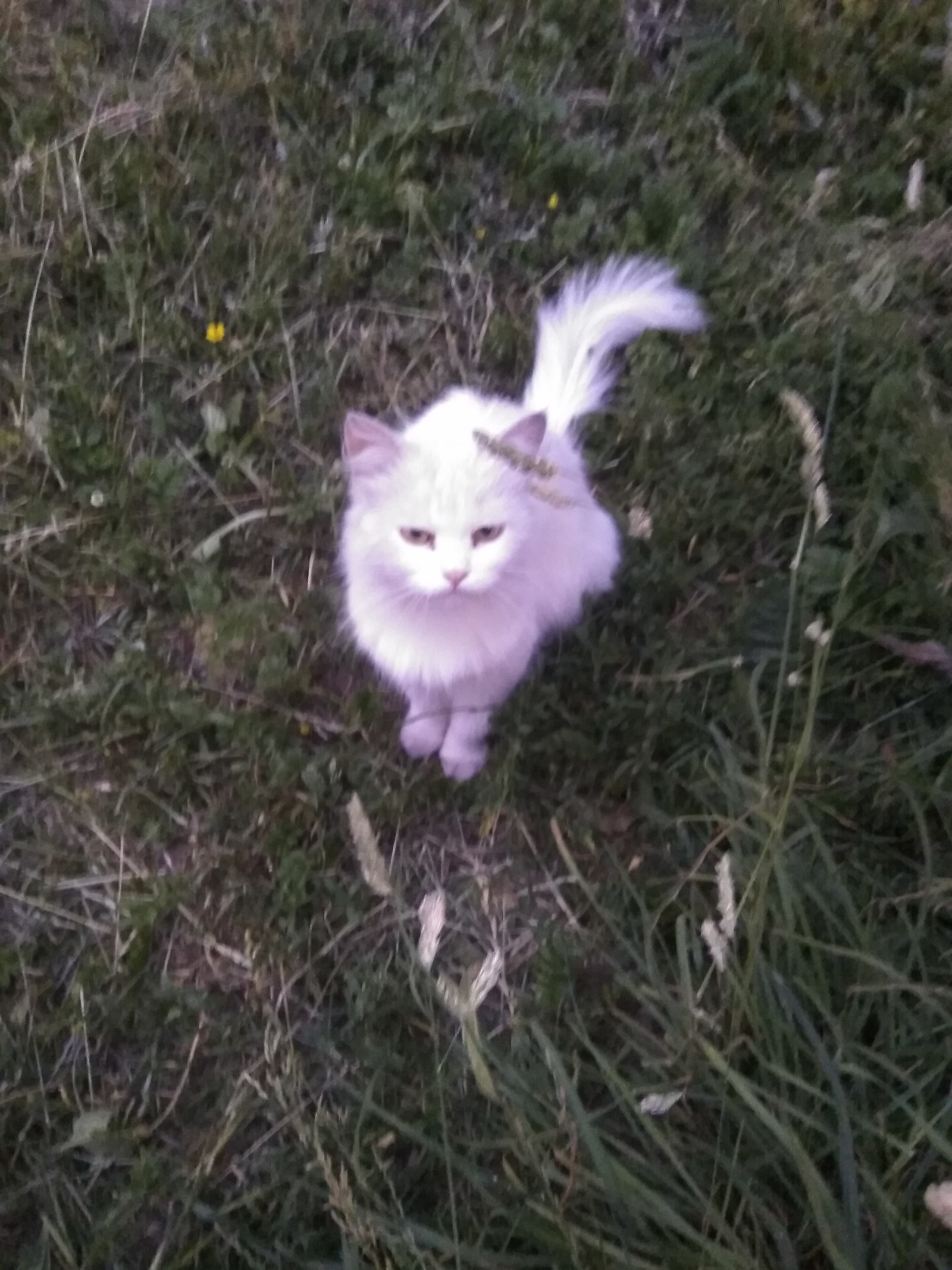 The cat needs a new home - My, Minsk, Republic of Belarus, cat, Help, Lost cat, Longpost, No rating, In good hands, Helping animals