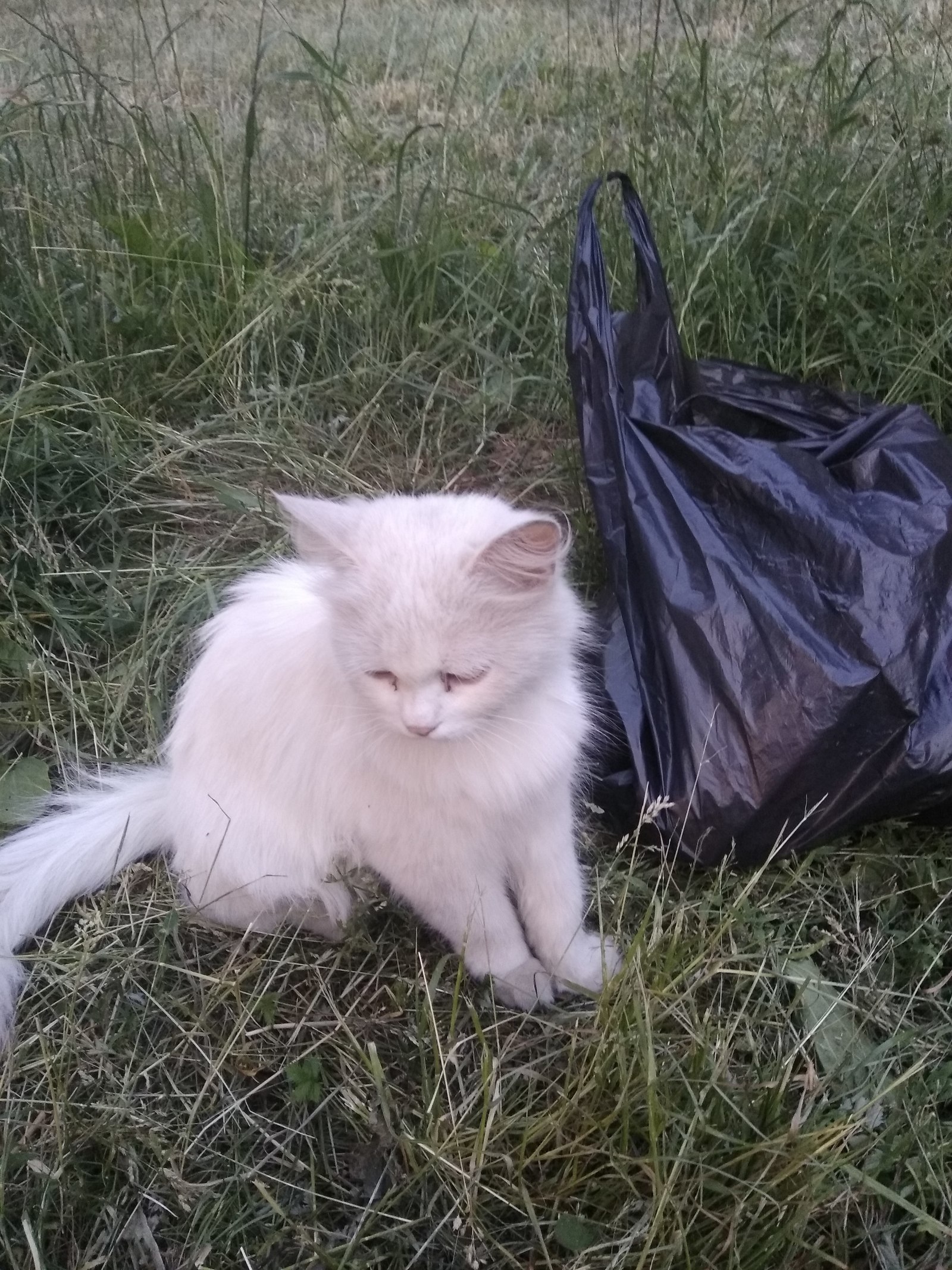 The cat needs a new home - My, Minsk, Republic of Belarus, cat, Help, Lost cat, Longpost, No rating, In good hands, Helping animals