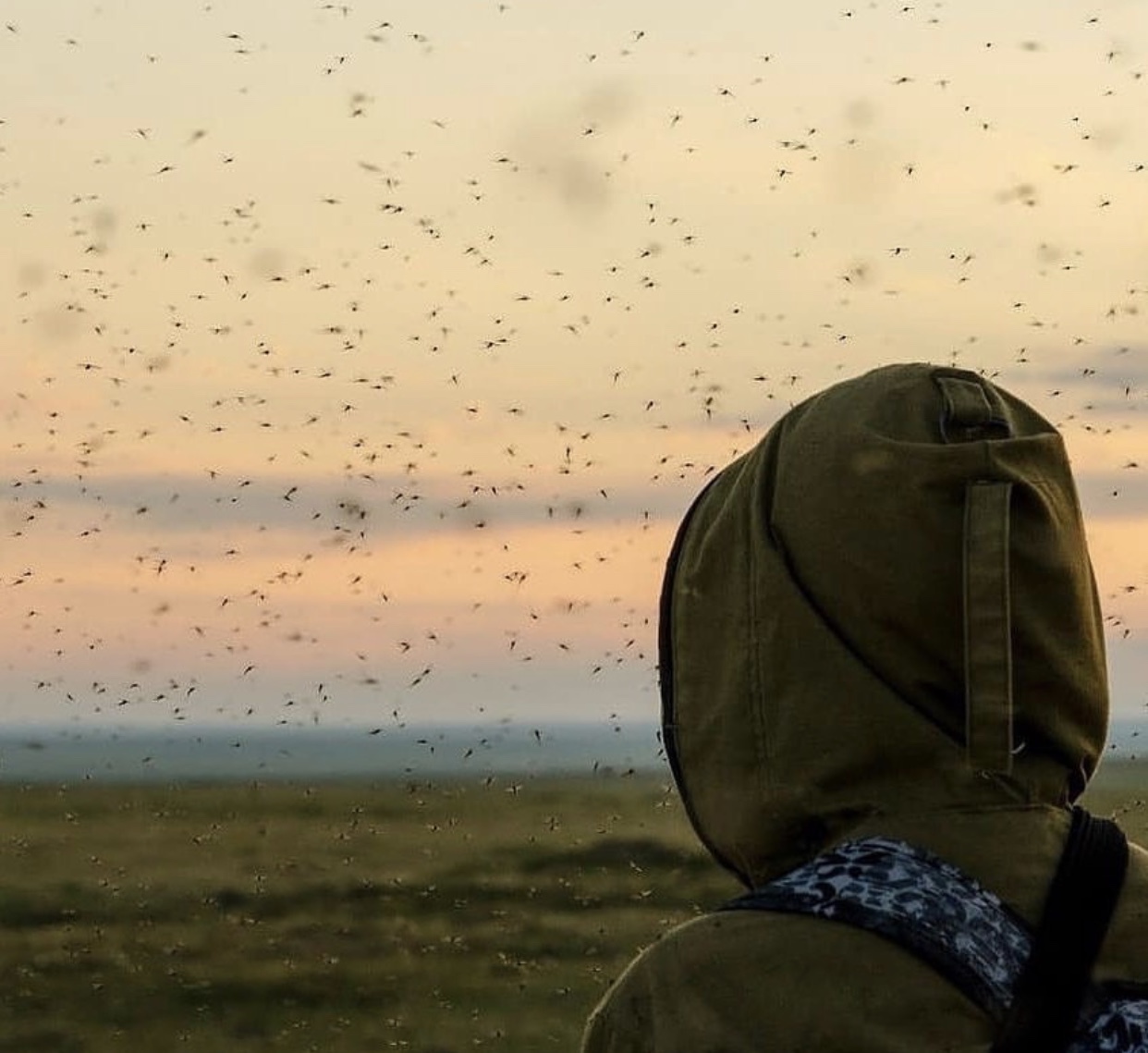 Typical summer morning in the tundra - Morning, YaNAO, Mosquitoes, Summer, Tundra