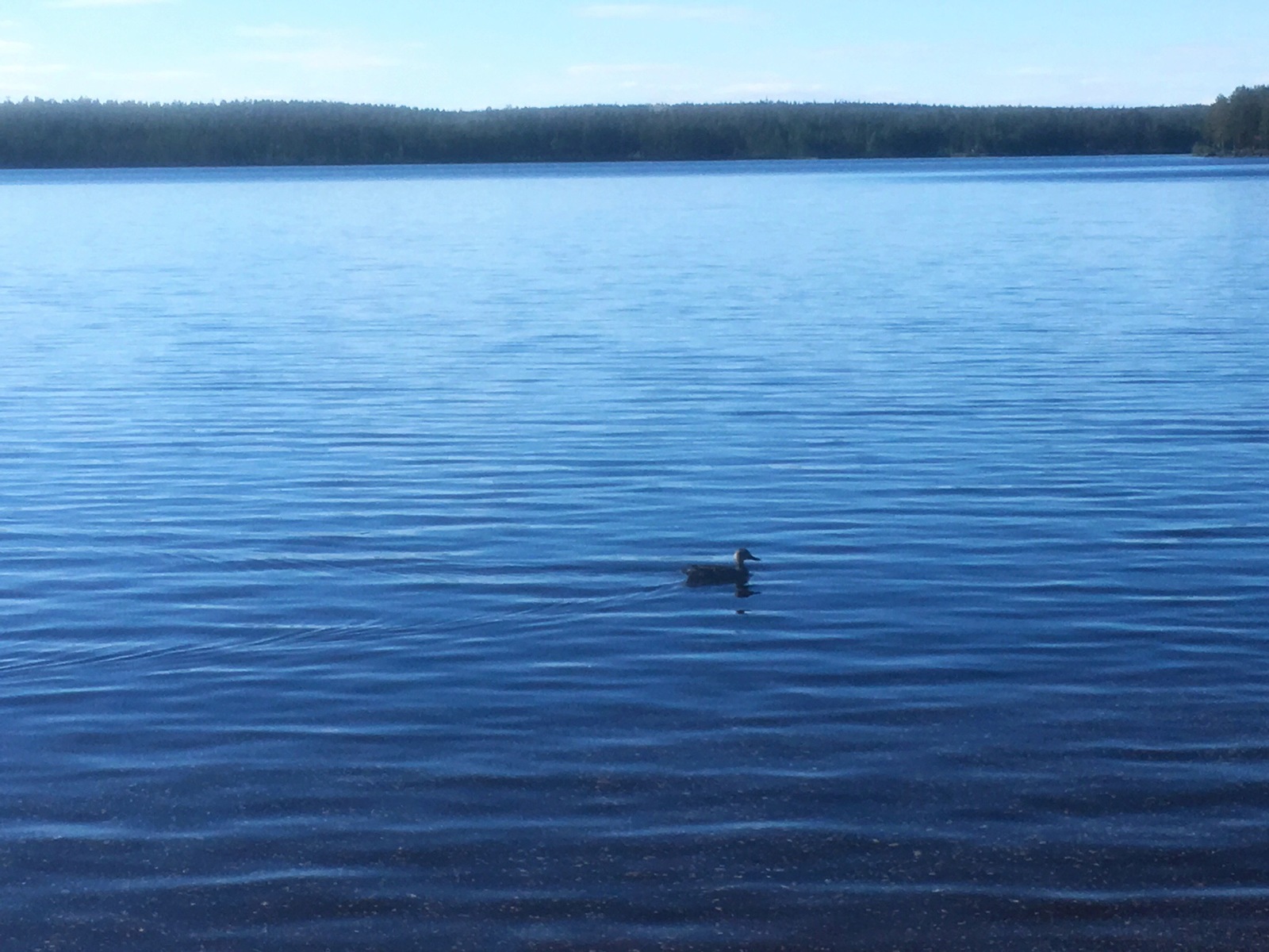 Loneliness. Looking for a duck husband - Duck, One, Native open spaces