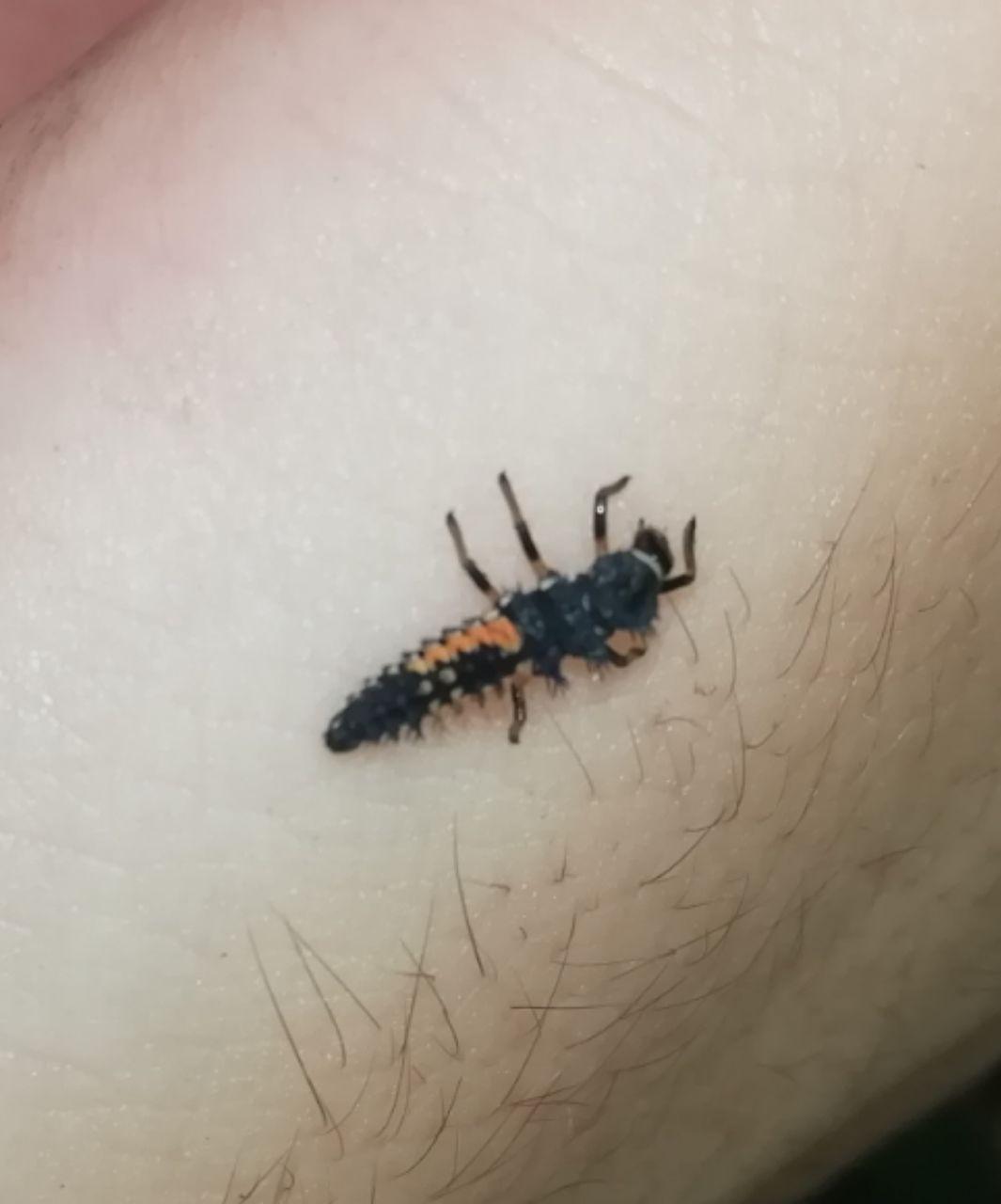 Help identify the insect - My, Insects, Help