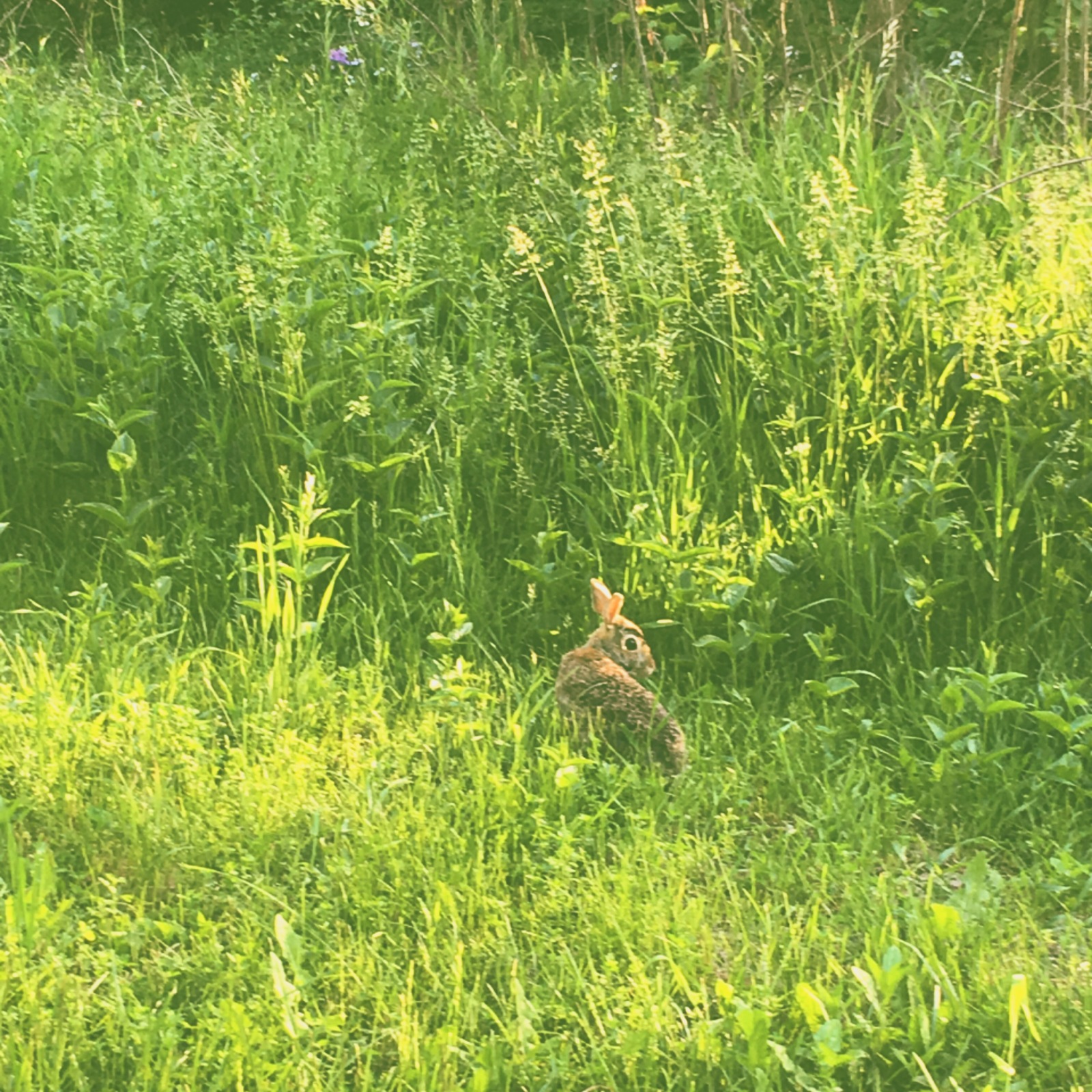 Various living things. - My, Animals, Canada, wildlife, Longpost