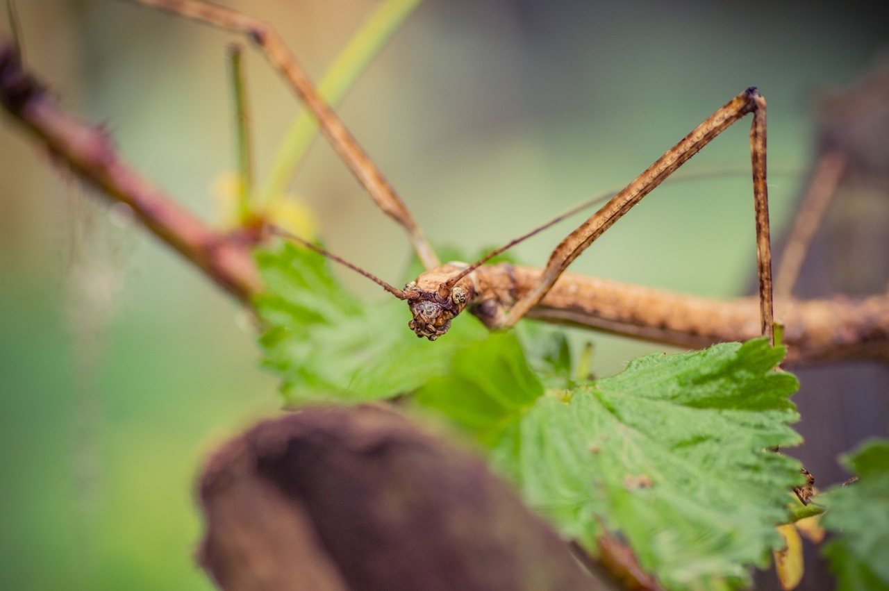 A little macro in your feed) - My, The photo, Nikon, Macro, Tamron, Longpost, Macro photography