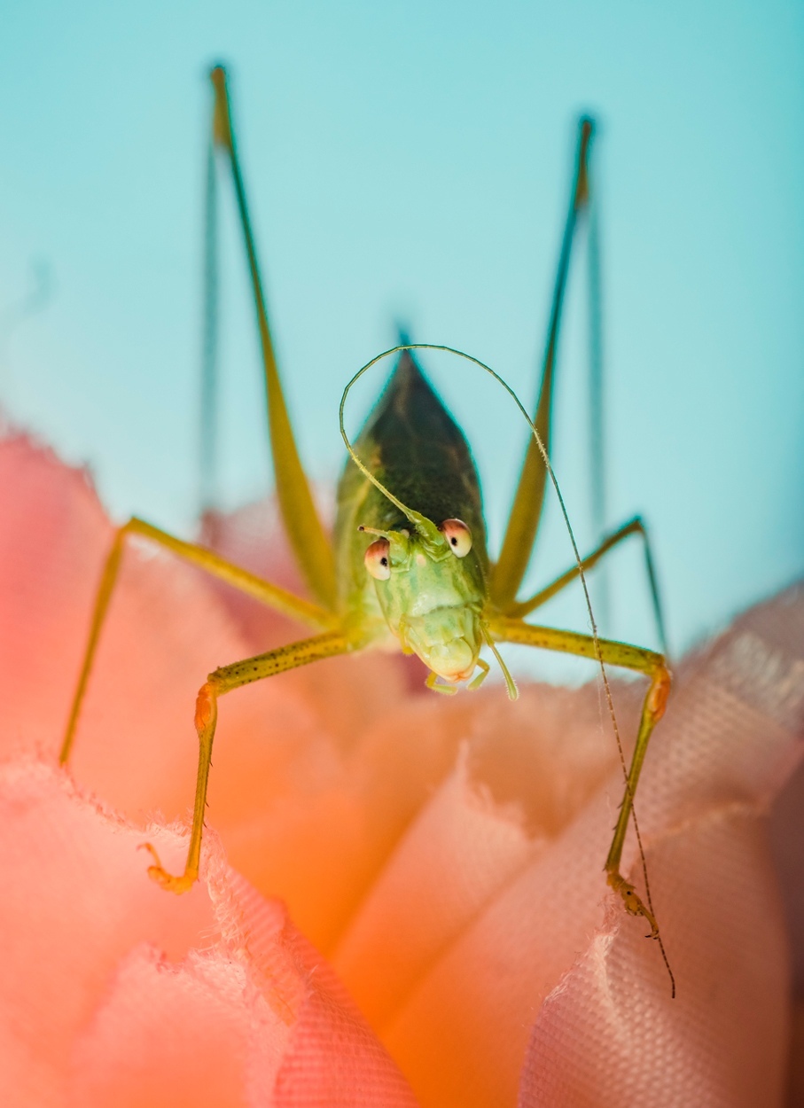 A little macro in your feed) - My, The photo, Nikon, Macro, Tamron, Longpost, Macro photography