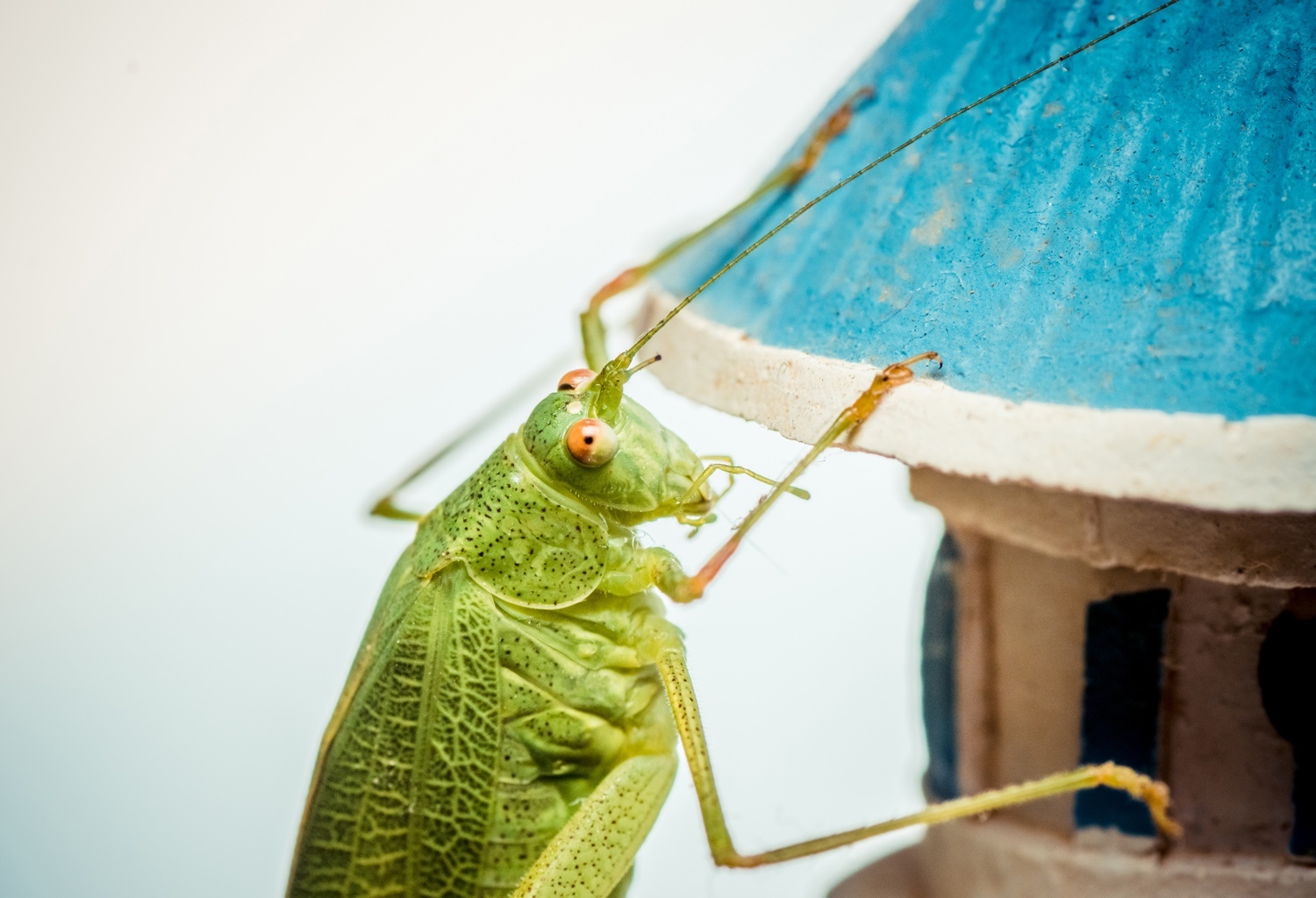 A little macro in your feed) - My, The photo, Nikon, Macro, Tamron, Longpost, Macro photography