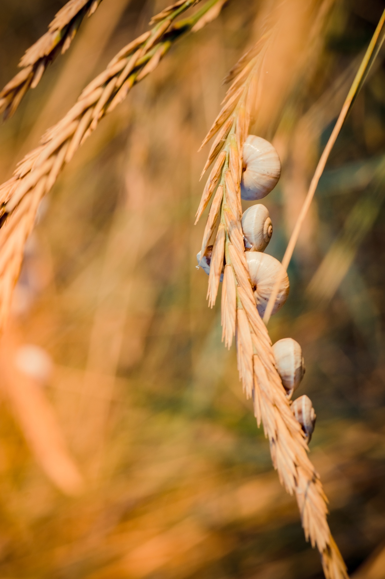 A little macro in your feed) - My, The photo, Nikon, Macro, Tamron, Longpost, Macro photography