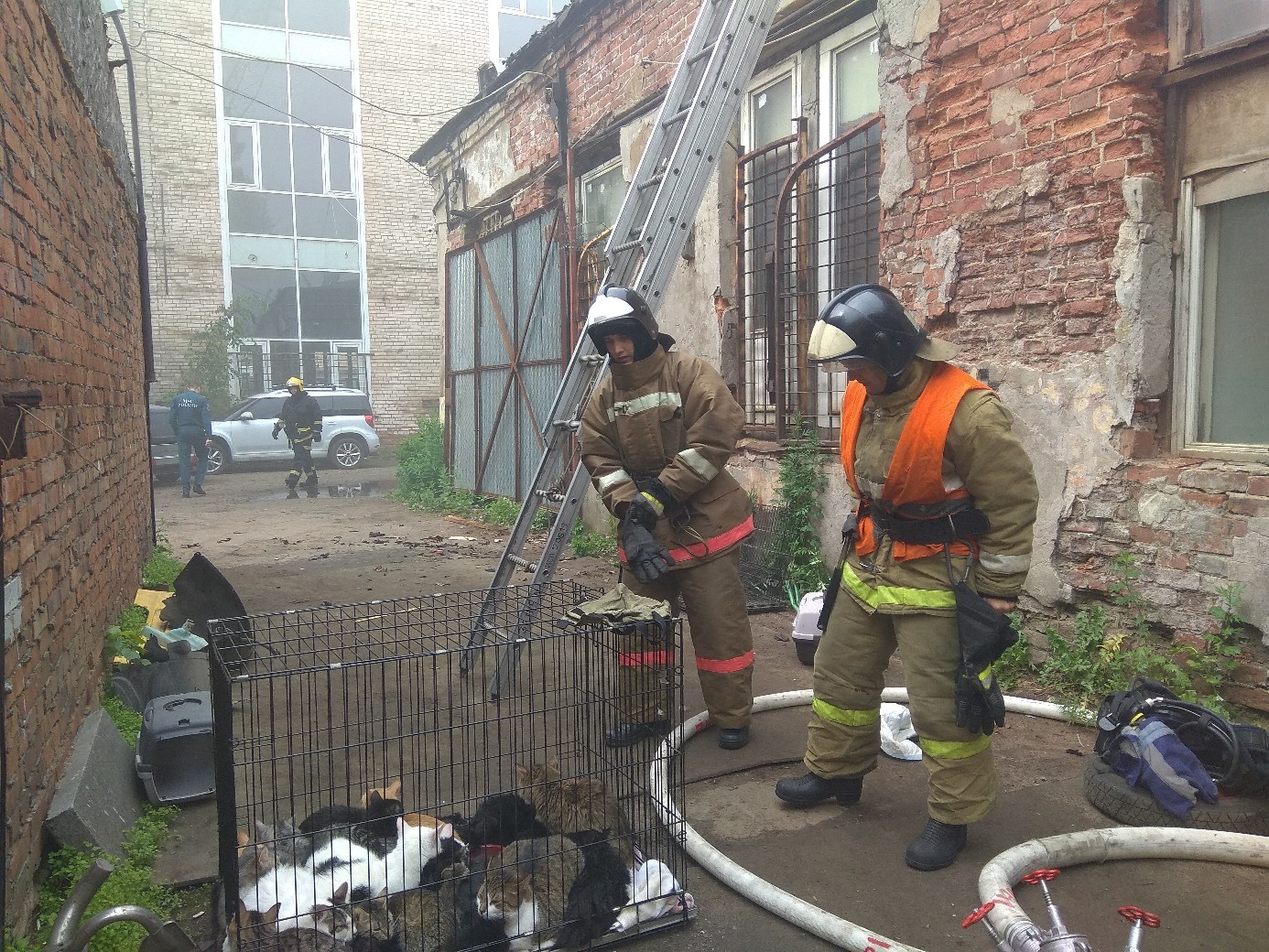 Пожарные спасли из горящего приюта в Петербурге 300 кошек и семь собак |  Пикабу