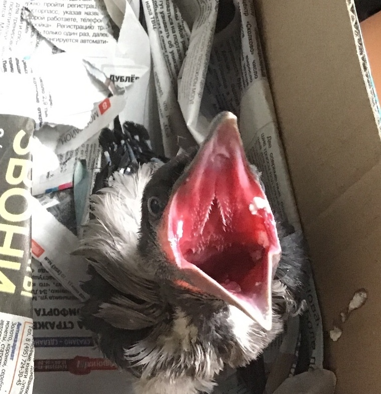 Crow Nestling(Fledgling?) Help! - My, No rating, Crow, What to do, 