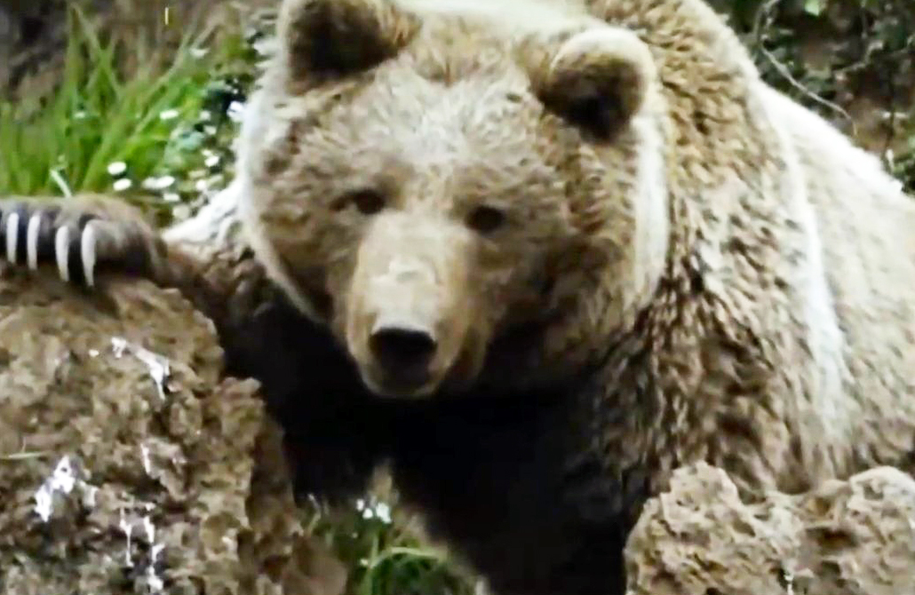 Grizzly cannibal. A fierce battle for the cubs. - My, Wild animals, Animals, Grizzly, The Bears, Cannibalism, Longpost