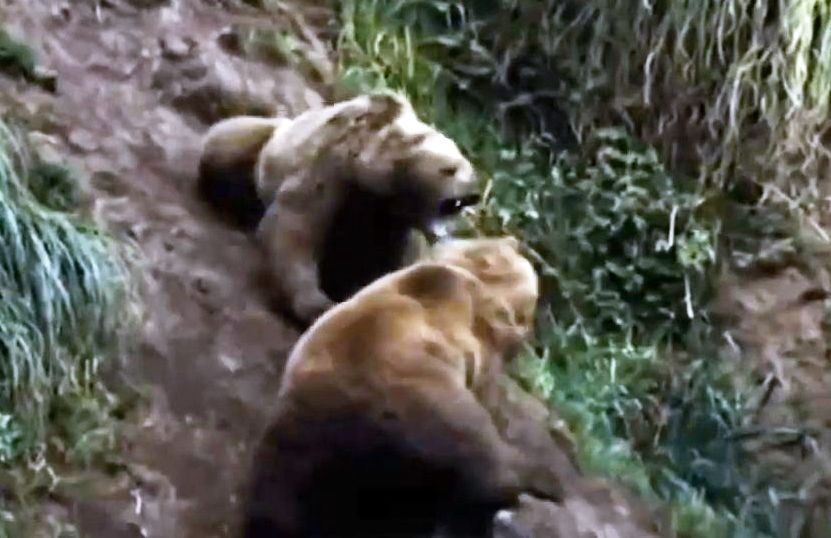 Grizzly cannibal. A fierce battle for the cubs. - My, Wild animals, Animals, Grizzly, The Bears, Cannibalism, Longpost