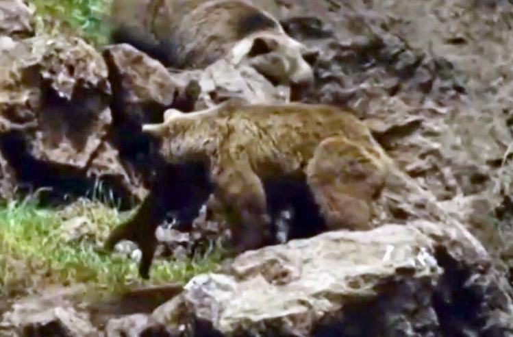 Cannibal Grizzly 2. End of story. - My, Animals, Cannibalism, The Bears, Grizzly, wildlife, Wild animals, Longpost