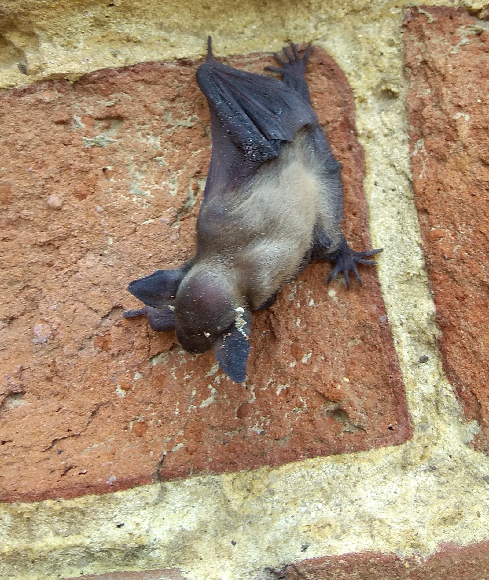 Bat - My, Bat, Animals, Wild animals, Longpost