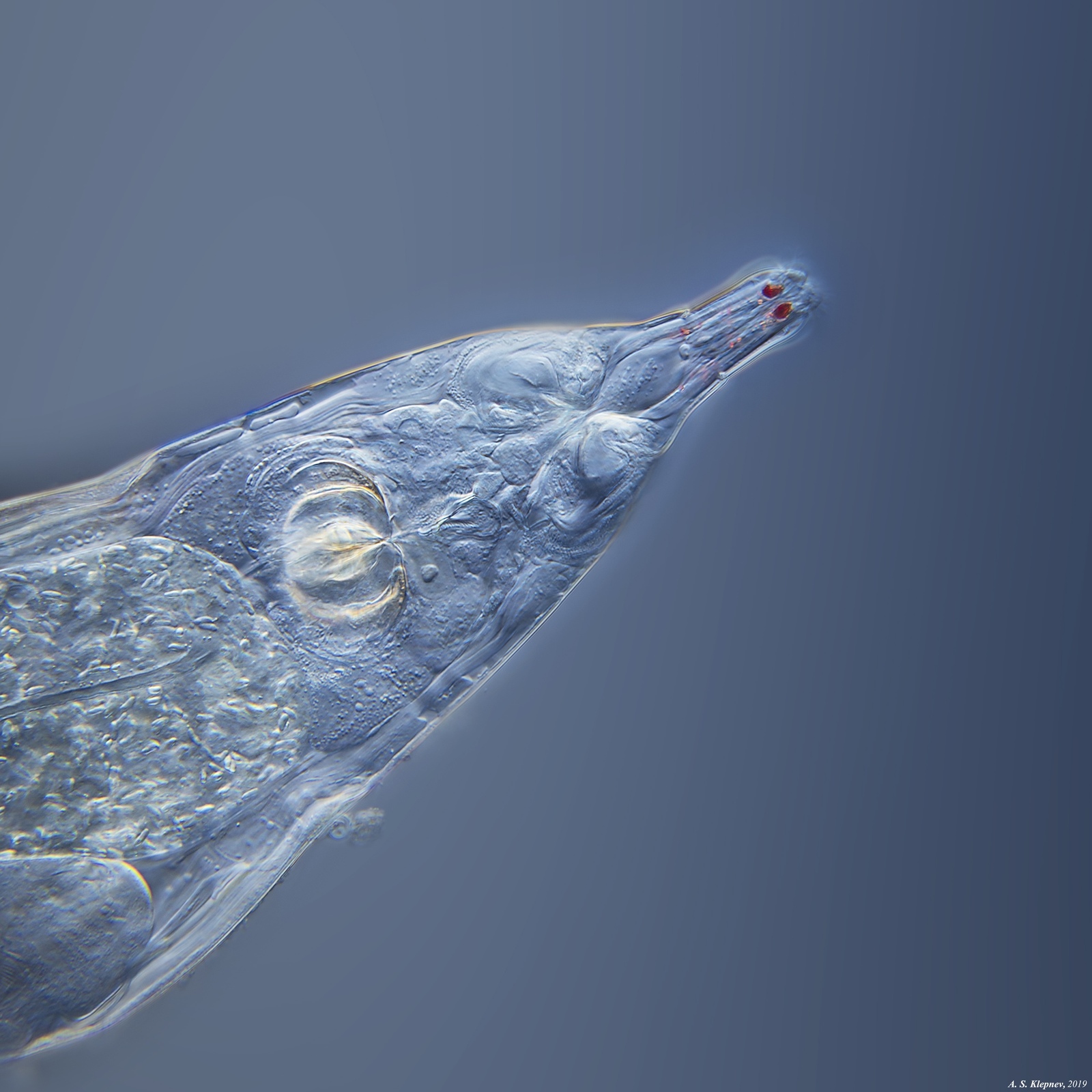 Rotifers - My, , Microscope, Longpost, Kolovratka