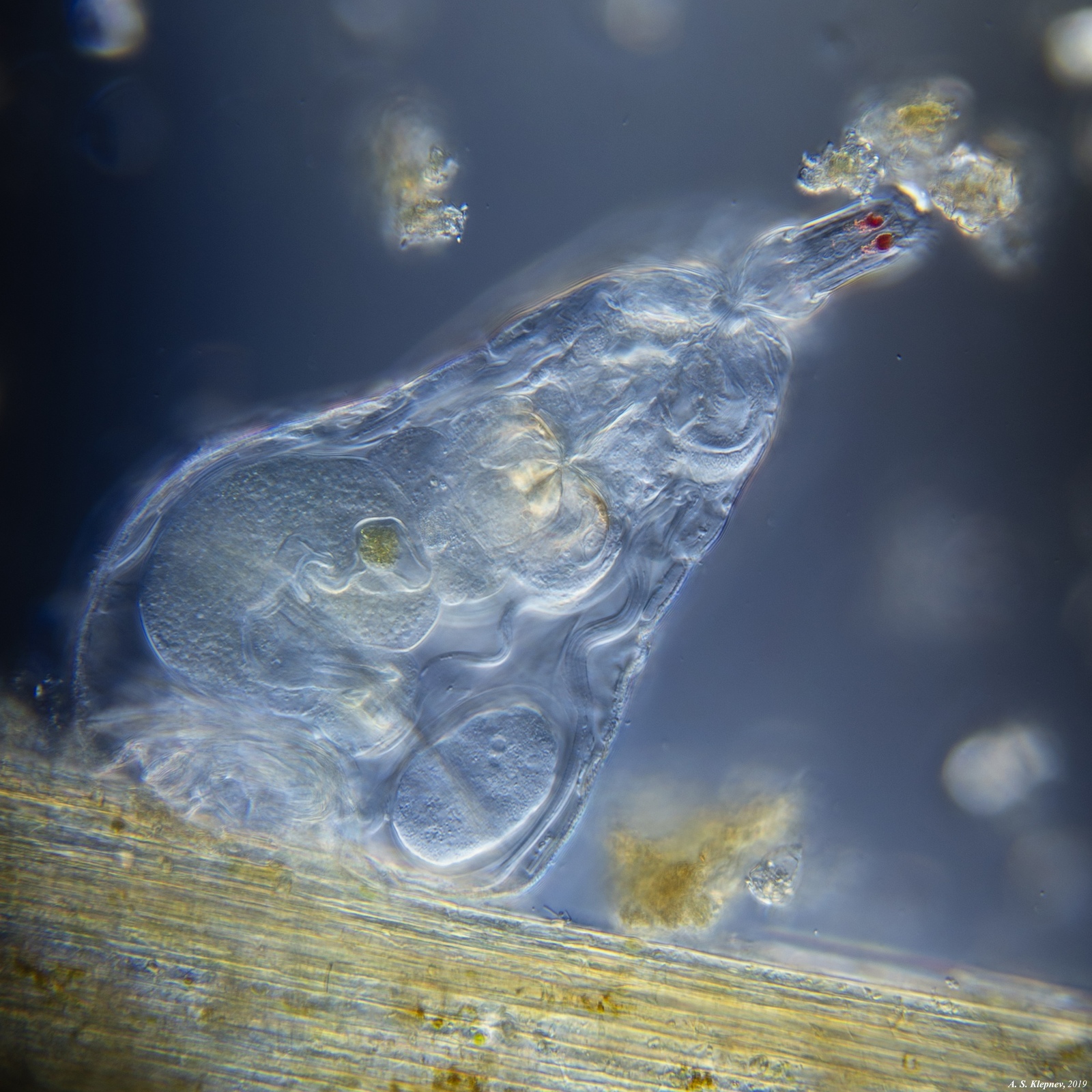 Rotifers - My, , Microscope, Longpost, Kolovratka