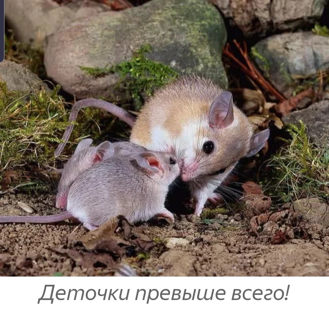 Spiny Mouse: Strange Beast - Needle mouse, In the animal world, Informative, Longpost