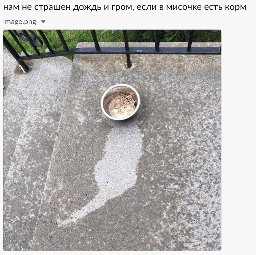 Нам не страшен дождь и гром.. - Еда, Кот, Котомафия