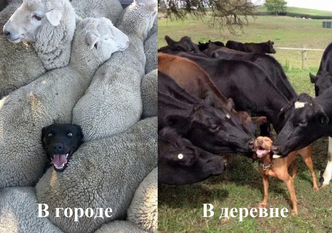 A big difference. - My, Dog, Humor, Images, Animals