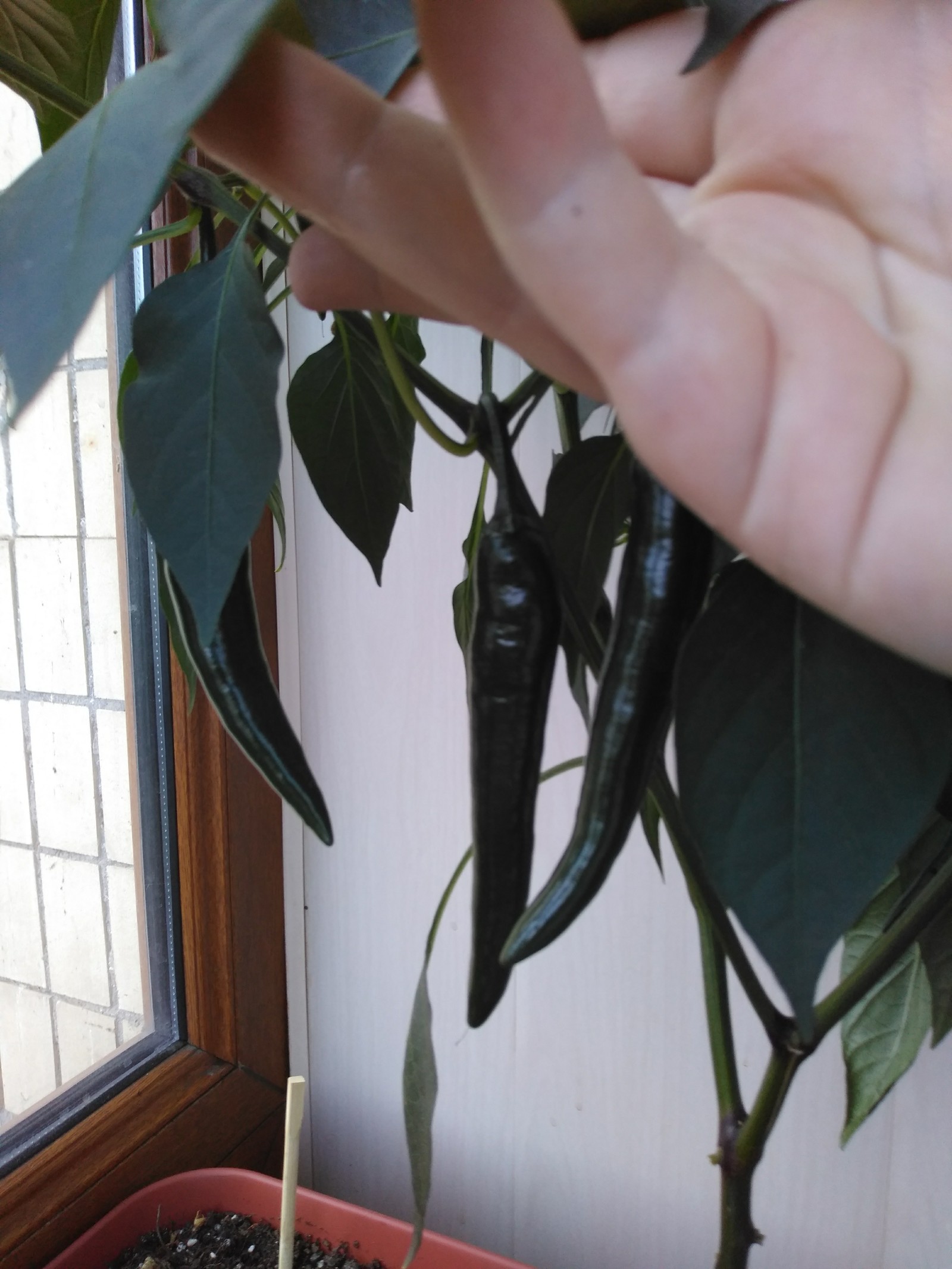 green chili - My, Chile, Balcony, Gardening, Longpost