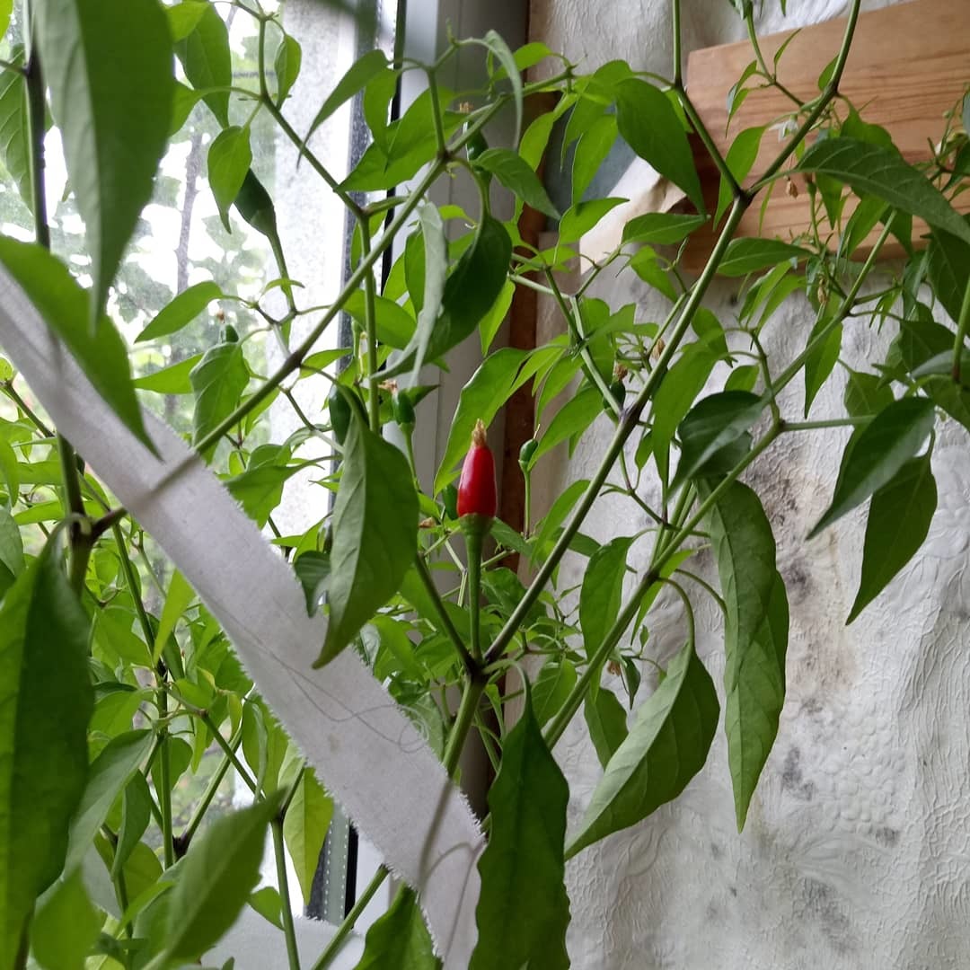 Pepper Chronicles 2019 - My, Pepper, , Longpost