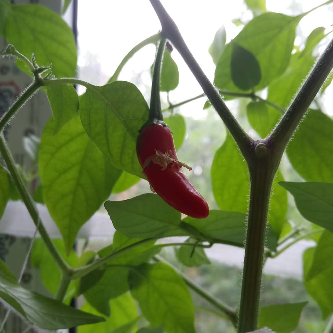 Pepper Chronicles 2019 - My, Pepper, , Longpost