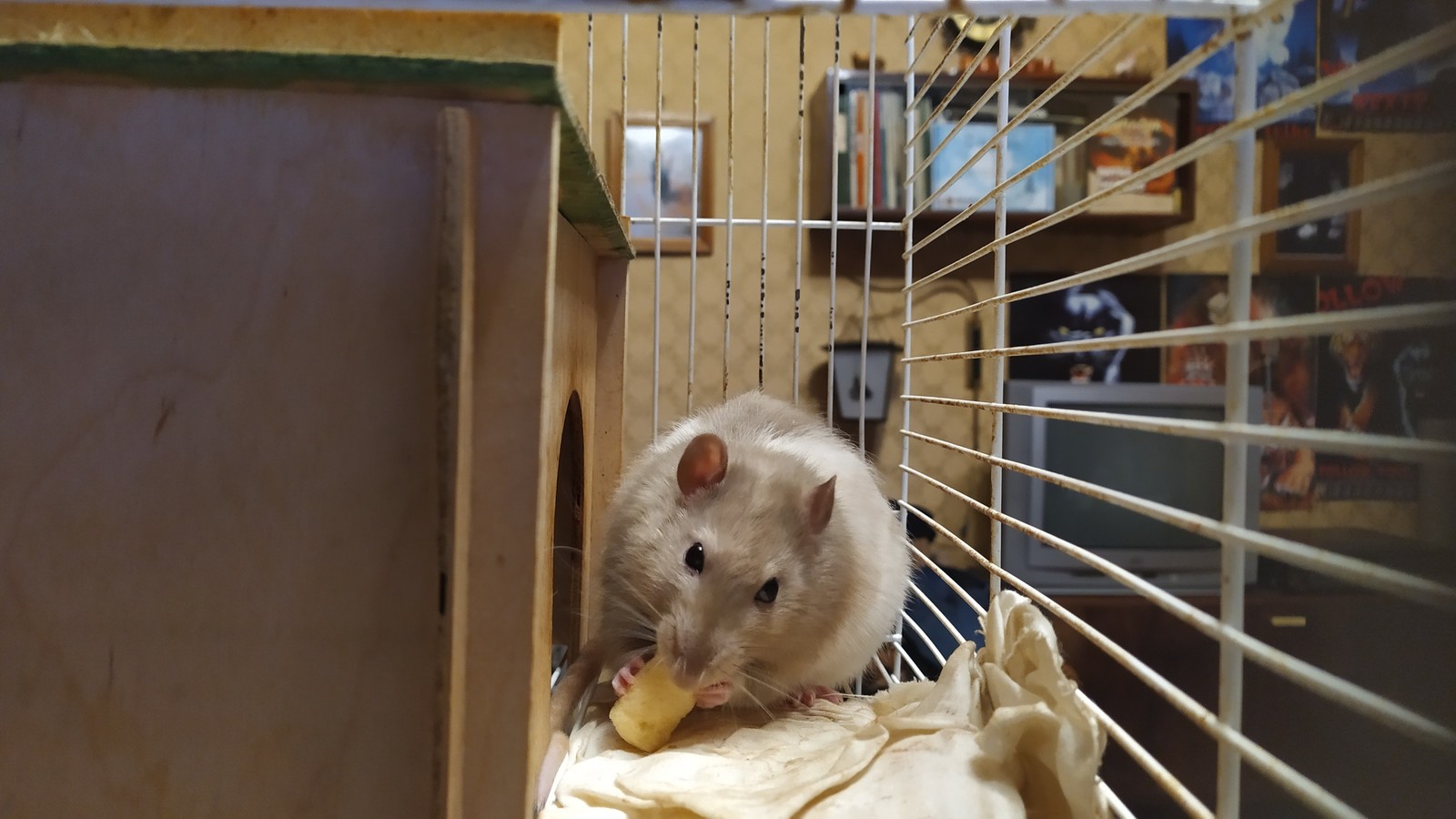 More rats for the rat god - My, Decorative rats, Rat, Rat Chronicles, Longpost