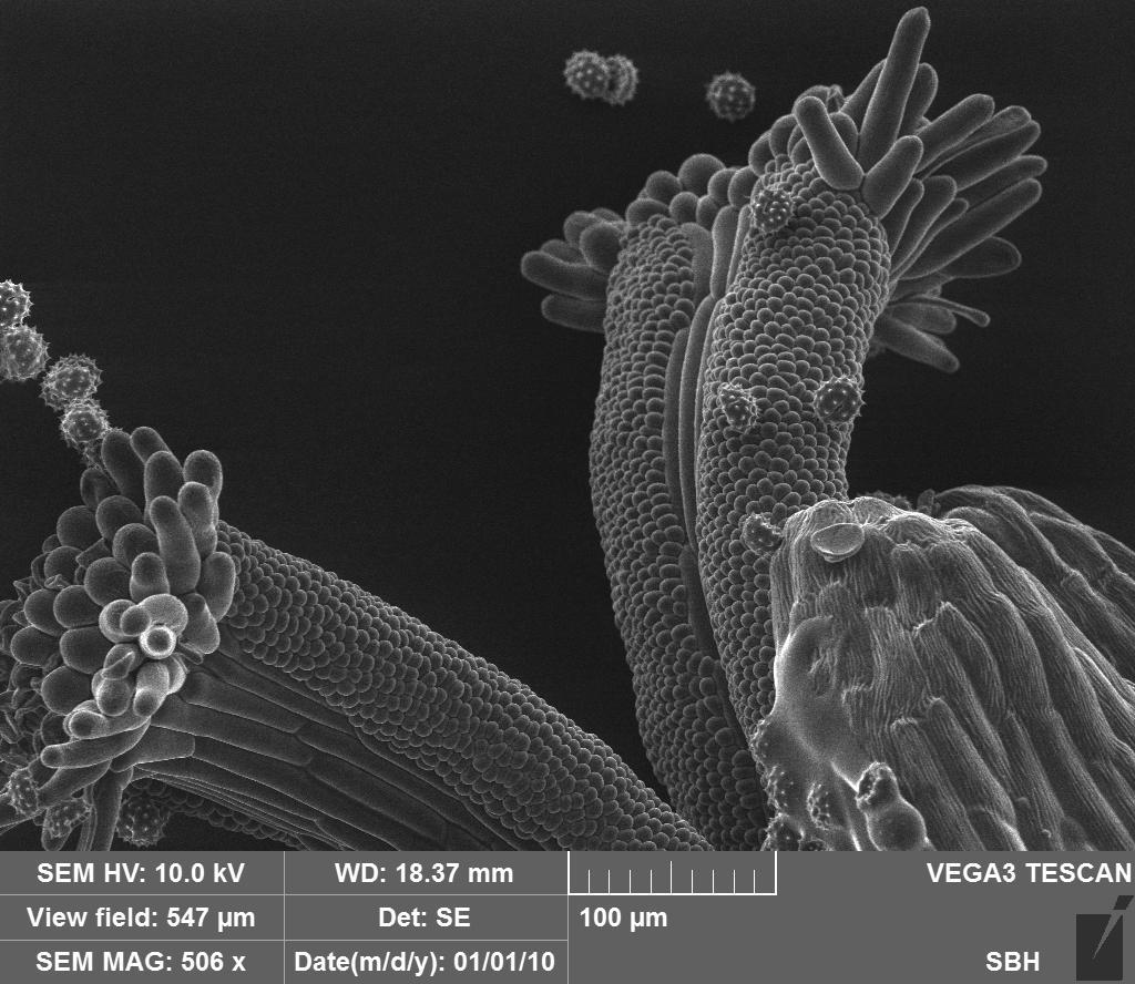 chamomile - My, Microscope, Insects, Botany, Pollen, Biology, Longpost