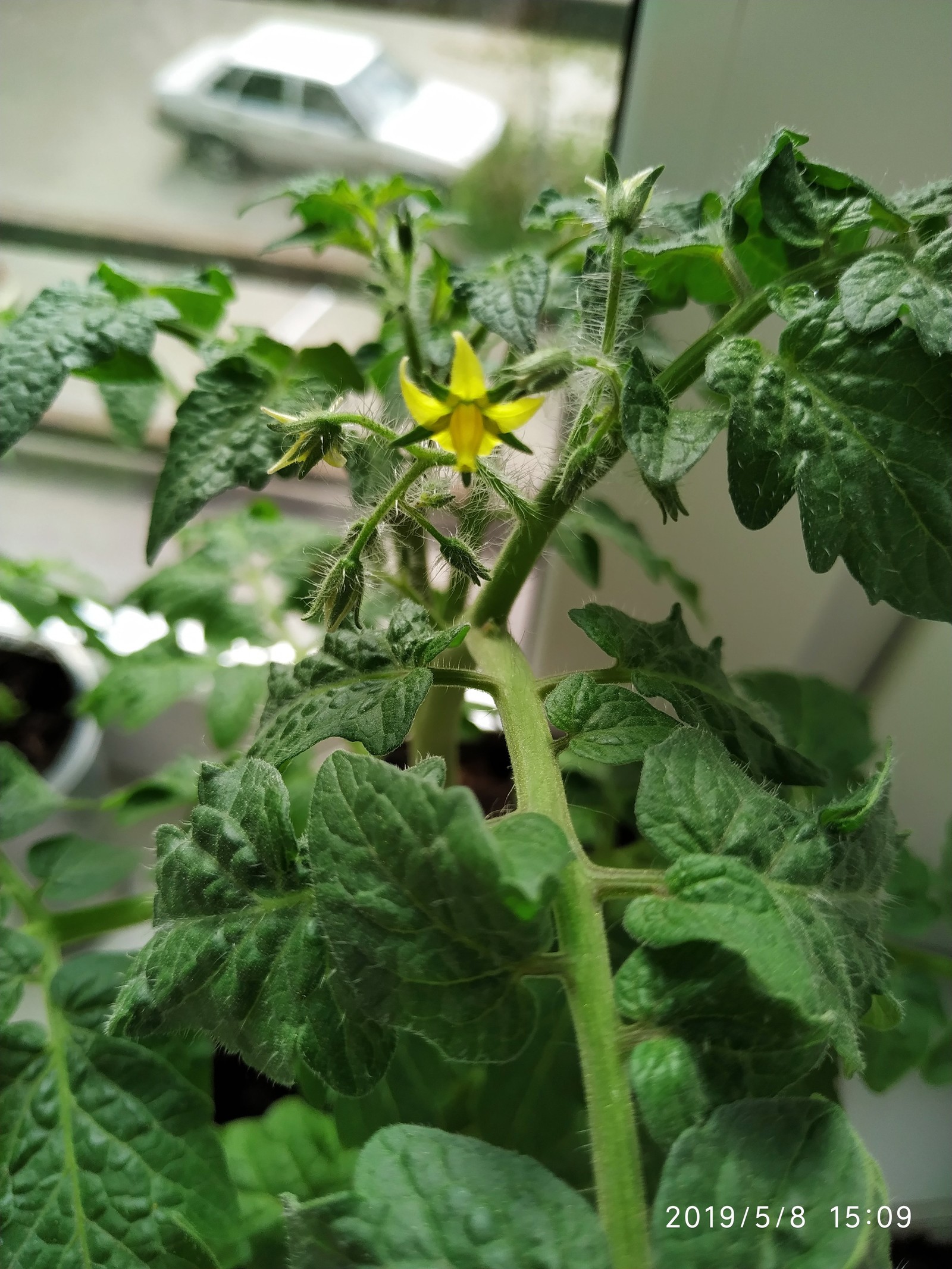 Tomatoes on the windowsill - My, Growing, Tomatoes, , Vegetable garden on the windowsill, Tomato, Longpost