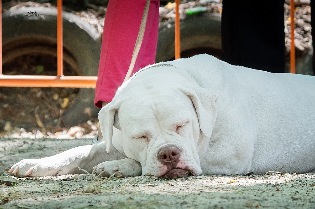 I continue to publish reportage pictures from dog shows that took place in the South of Russia in 2018, pleasant viewing))) - My, Dog, Dogs and people, Dog show, Dog days, Dog lovers, Animalistics, Longpost