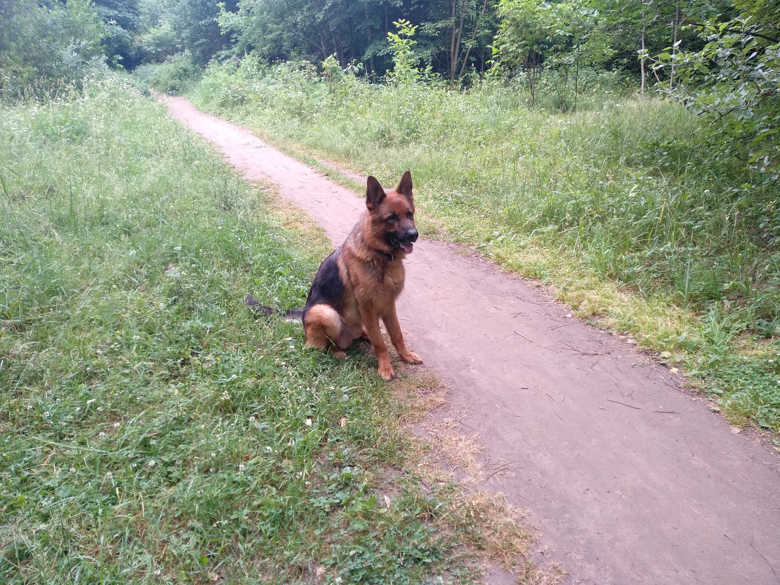 Morning walk - My, Forest, Walk in the woods, Nature, Health, Lake, Weekend, Longpost