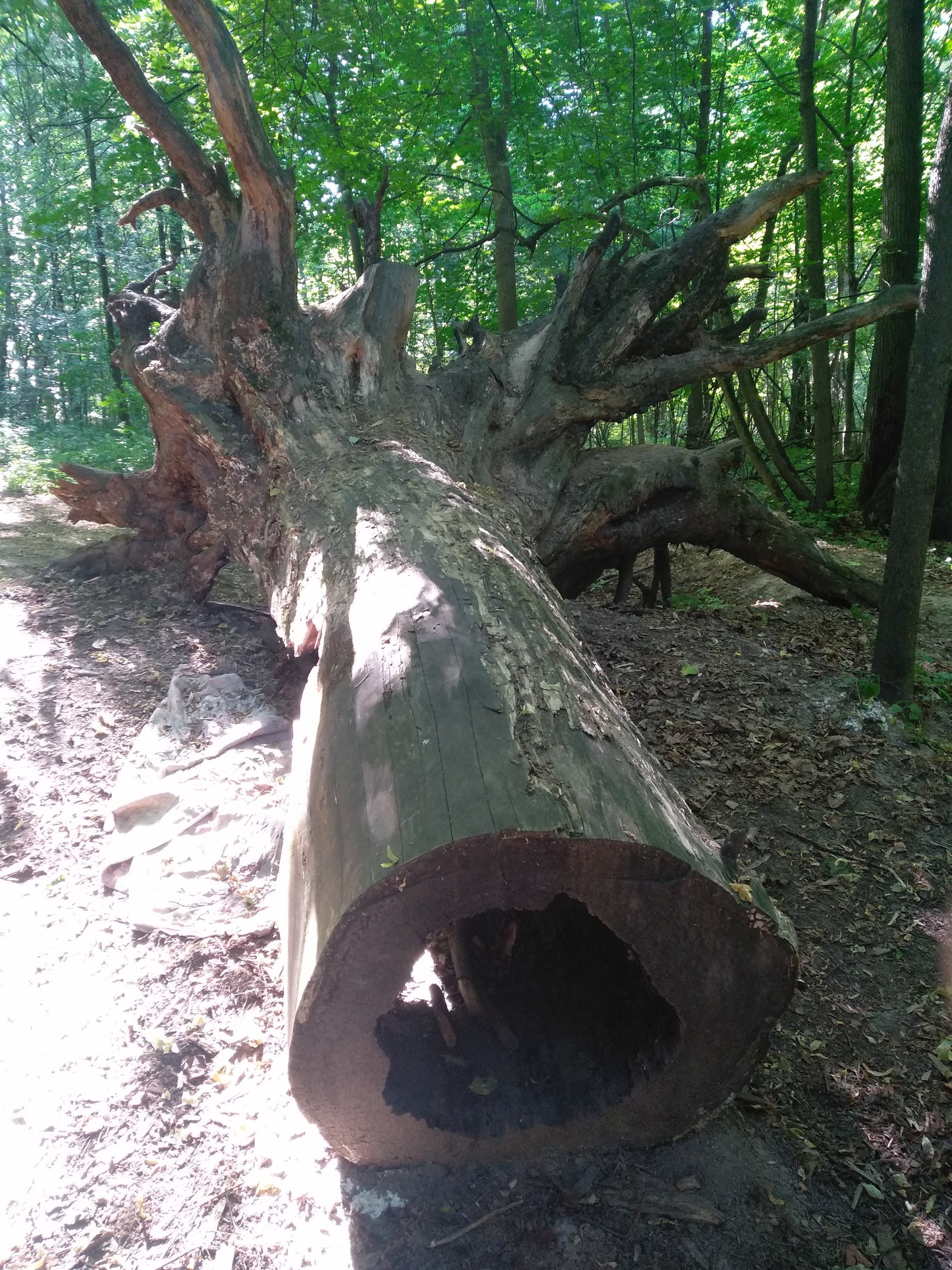 Morning walk - My, Forest, Walk in the woods, Nature, Health, Lake, Weekend, Longpost