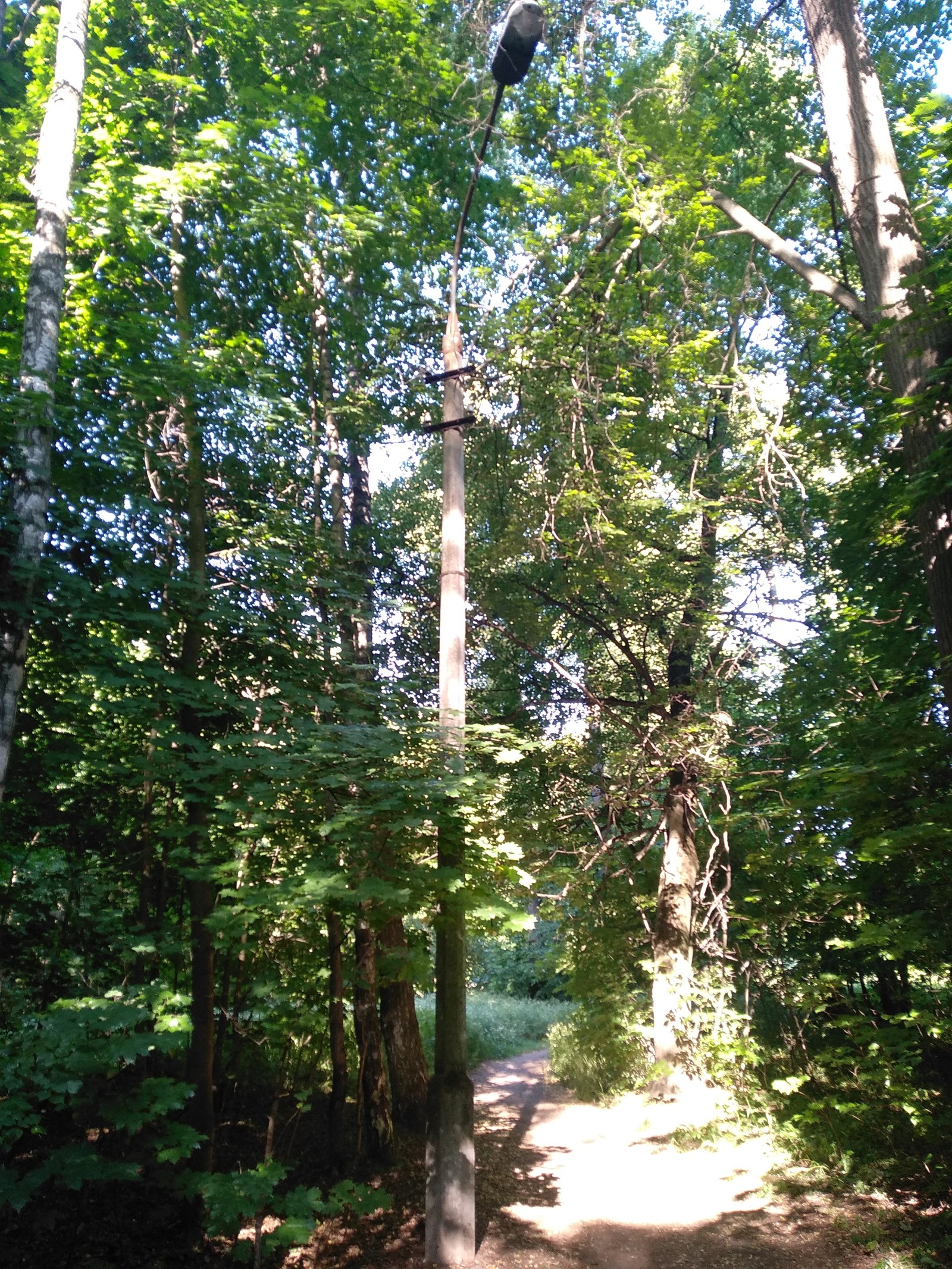 Morning walk - My, Forest, Walk in the woods, Nature, Health, Lake, Weekend, Longpost