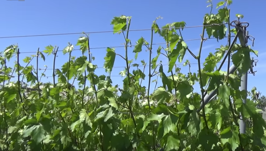 pinching grapes - My, Grape, Vineyard, Care, , Gardening, Dacha, Longpost