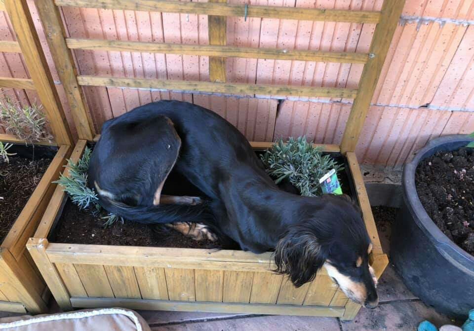 From the Comfortable series. - Saluki, Humor, Land, Dog, Lies