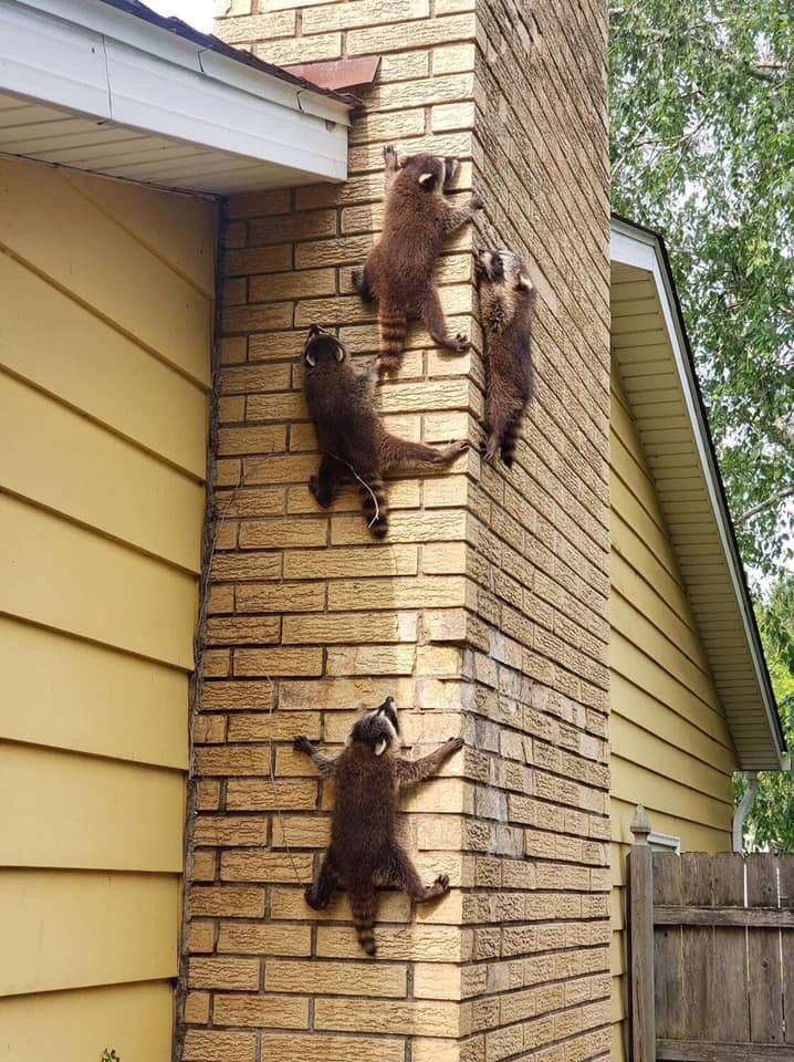 Gang of porters - The photo, Raccoon, Wall, Milota