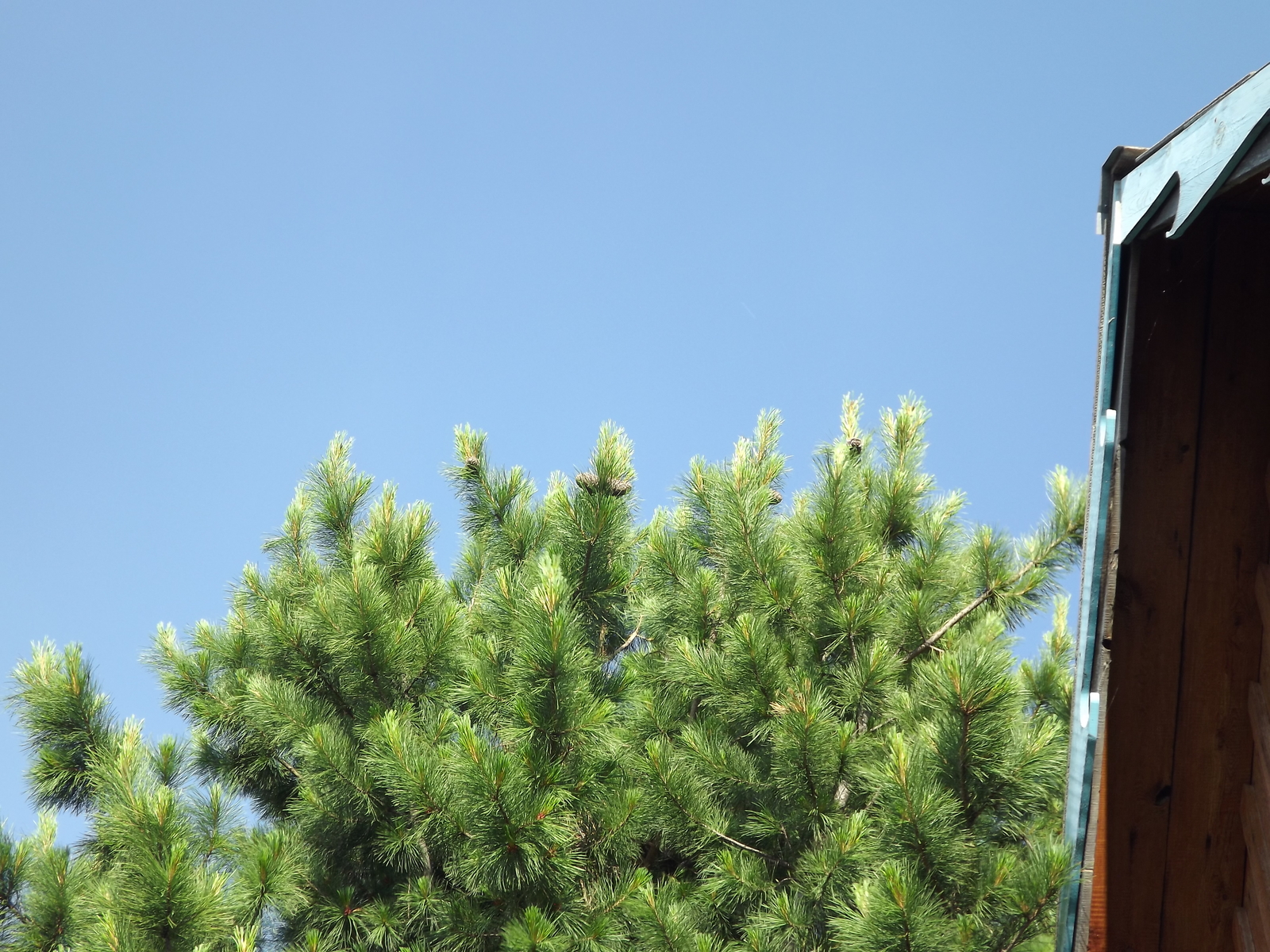 Cedar pine in the country. - My, Cedar, Pine nuts, , Dacha, Nature, Longpost