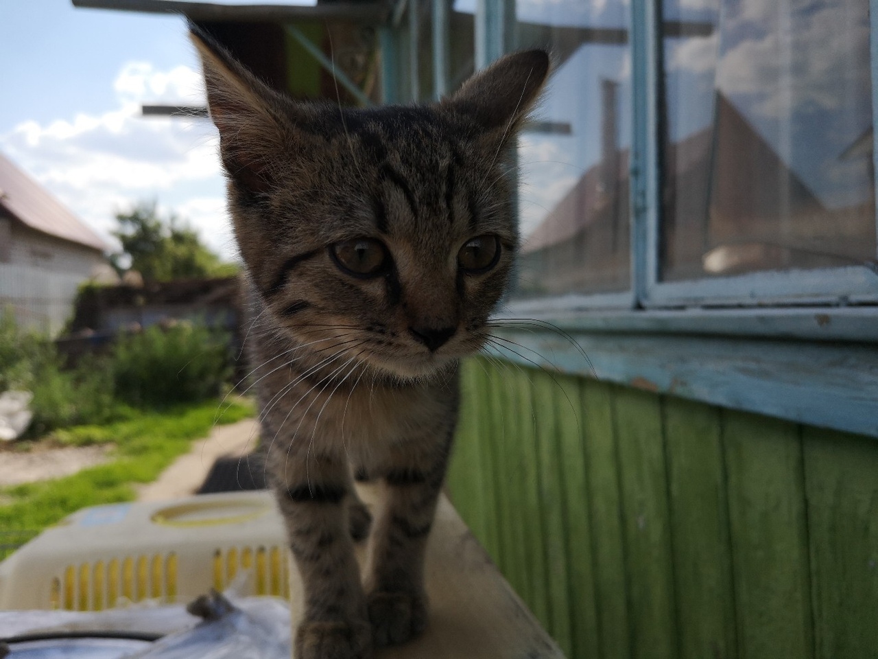 A new ward of the Kotoland shelter is looking for a home! - My, cat, Shelter, Good, Help, Lipetsk, Cotoland, In good hands, Longpost, No rating, Kindness, Shelter Cotoland