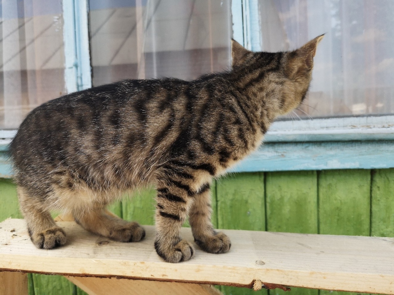 A new ward of the Kotoland shelter is looking for a home! - My, cat, Shelter, Good, Help, Lipetsk, Cotoland, In good hands, Longpost, No rating, Kindness, Shelter Cotoland